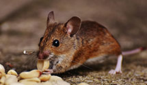 24 Hour & Emergency Exterminators in Moscow, ID